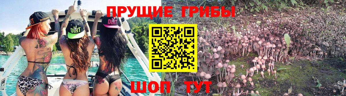 дарнет шоп  Псилоцибиновые грибы Psilocybine cubensis  Вход с VPN  Кропоткин  Галлюциногенные грибы MAGIC MUSHROOMS 